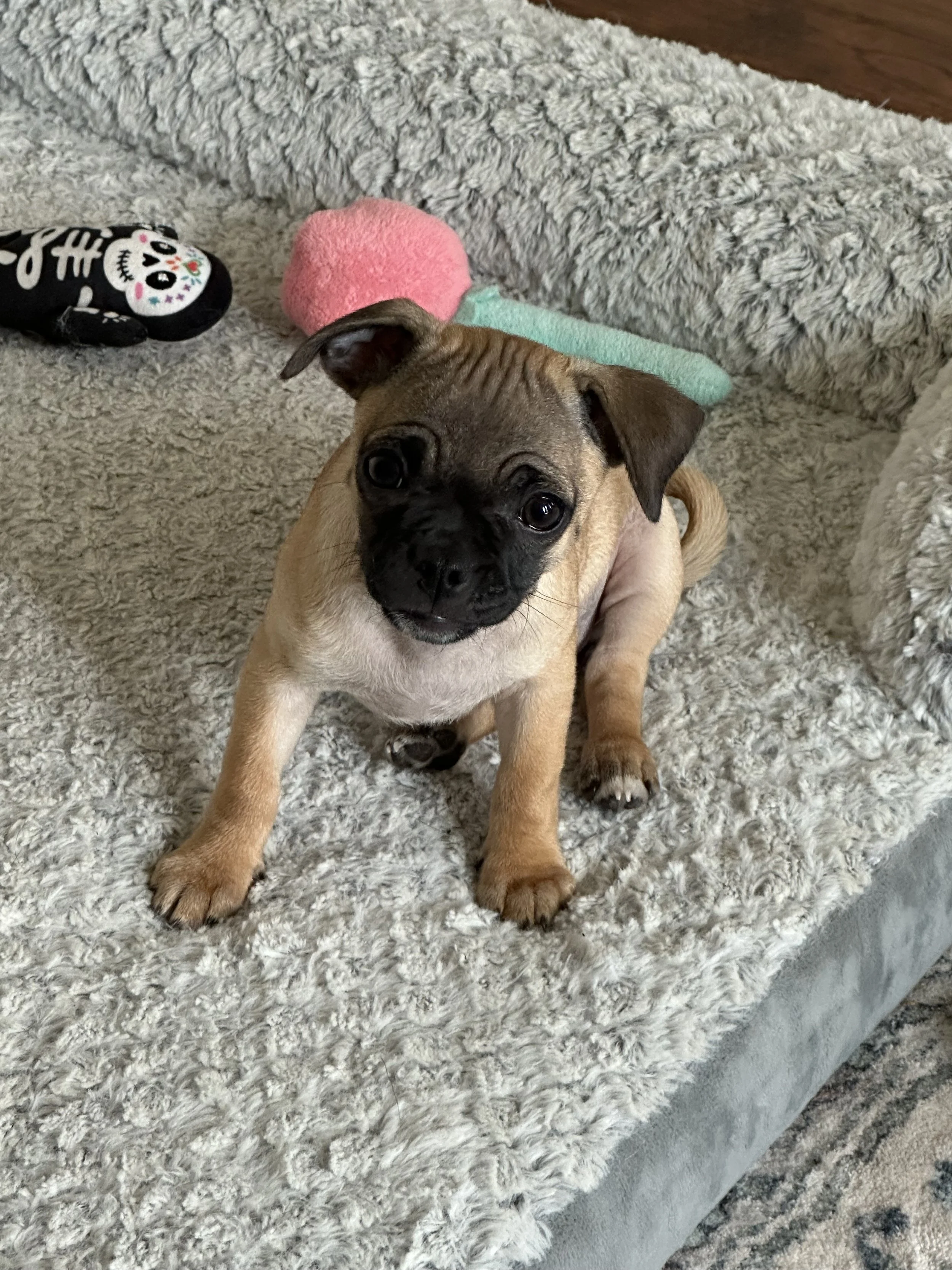 Brindle — Available Pugs | Adopt a Pug Now — DFW Pug Rescue